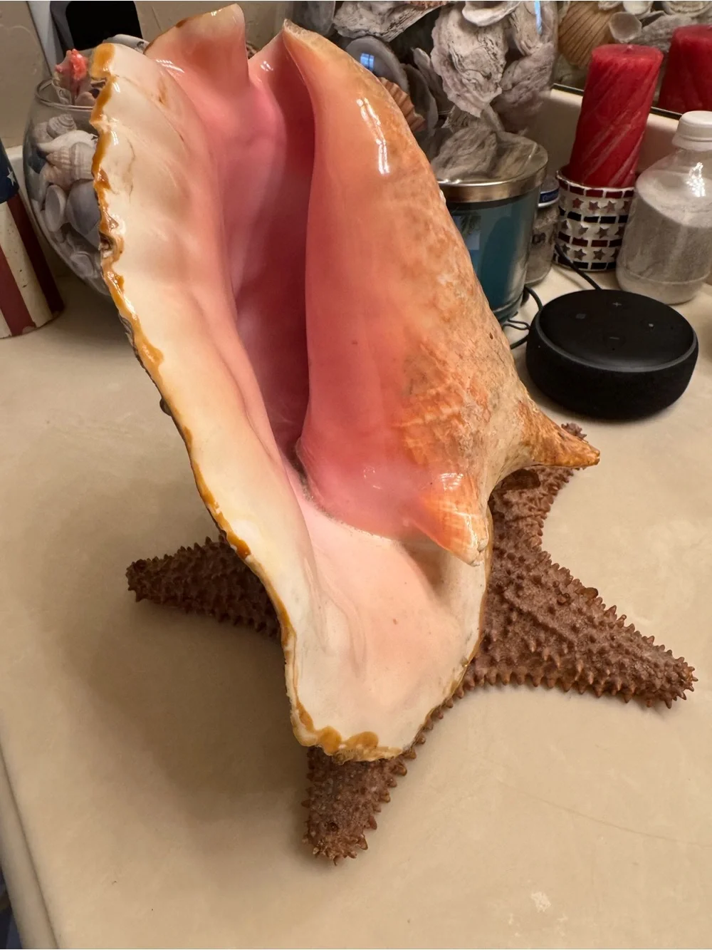Real Conch Shell & Starfish Table Lamp Nightlight - Mexico 🇲🇽